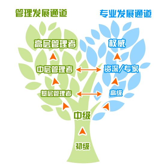 职业发展通路